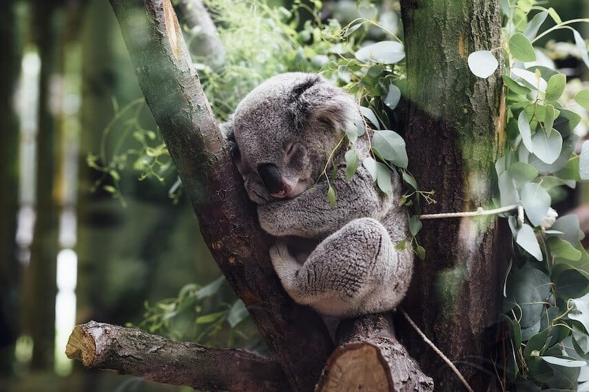 Great Ocean Road + Healsville Sanctuary Tour