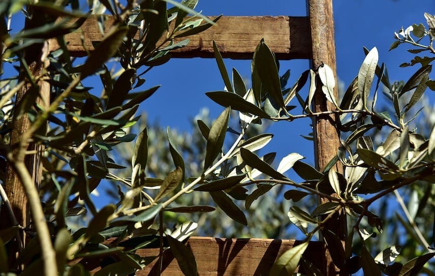 Olive bunch next to a wooden trellis