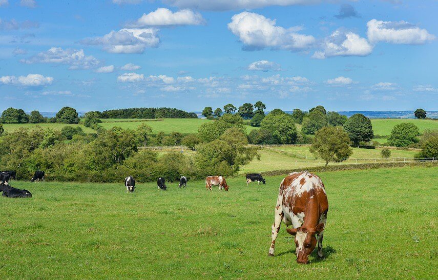  Cows Grazing in a green paddock under a light blue sky with fluffy white clouds