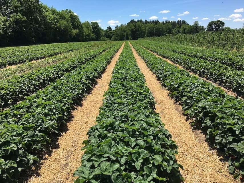 Field of Strawberries