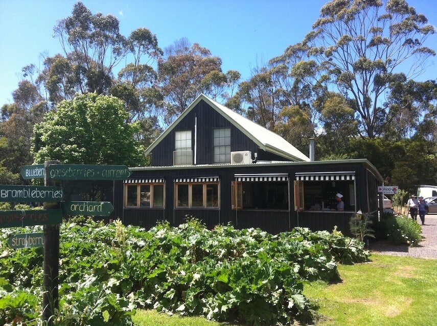 Green Fruit Plants in front of the Barn building and Cafe of Gentle Annie Berry Gardens & Cafe