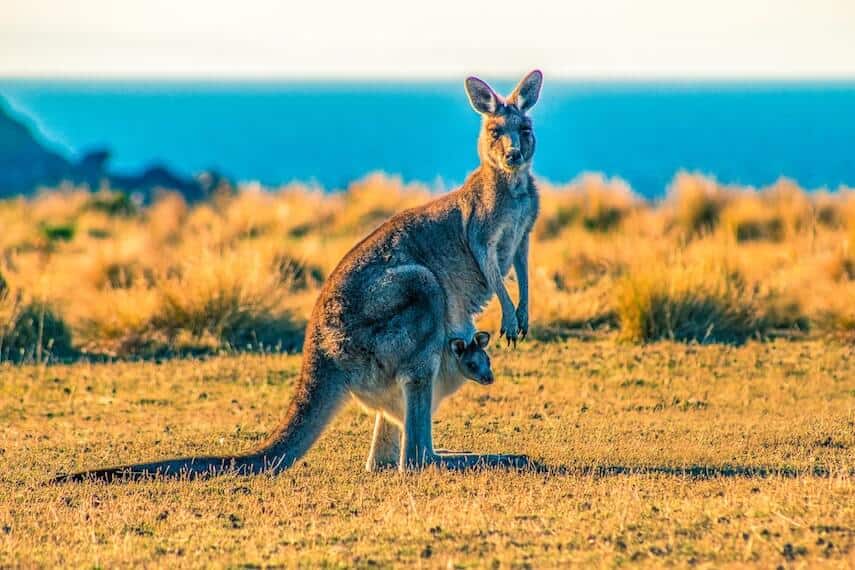 Kangaroos on Golf Courses