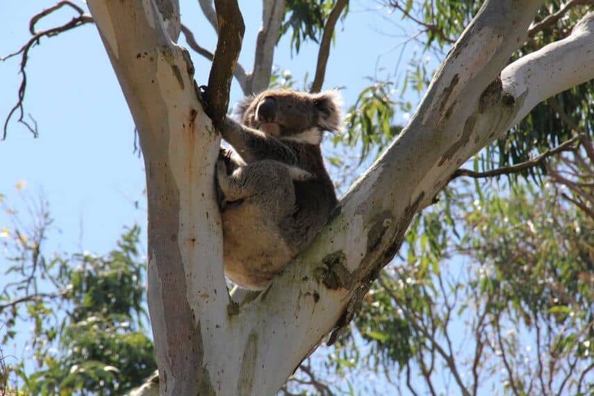 Koala sitting in a tree at Kennett River on the Great Ocean Road