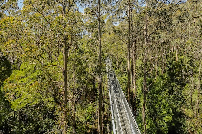 Metal Elevated Walkway between the Trees at the Otway Fly Treetop Walk