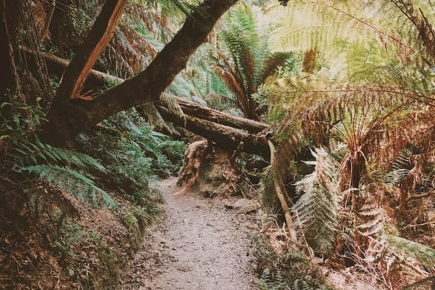 Tree lined trail in the Otway National Park Great Ocean Road