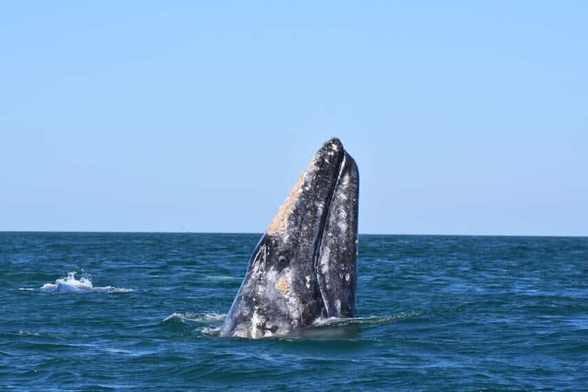 Southern Right Whale in the Ocean off the Great Ocean Road