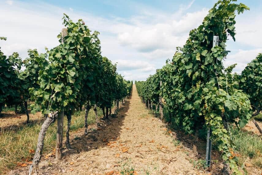 Looking down the green vines at a Vineyard