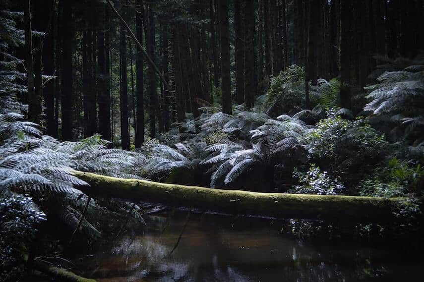 Log laying across a body of water surrounded by green fir trees in Great Otway National Park