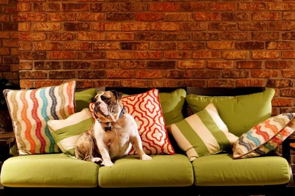 Pet Friendly on the Great Ocean Road Great Ocean Road Guide