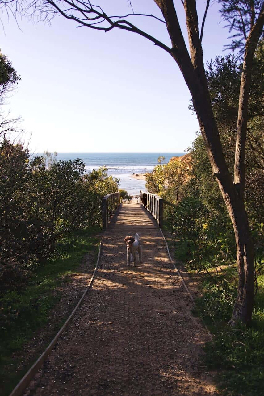 Dog standing in the middle of the path leading down to Point Addis Great Ocean Road