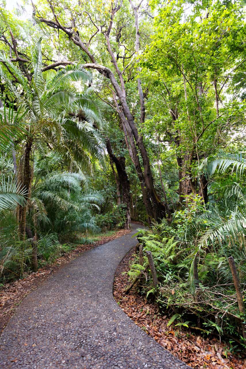 Maits Rest Rainforest Walk pathway surrounded by green ferns and trees